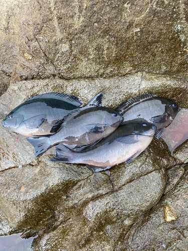 クチブトグレの釣果