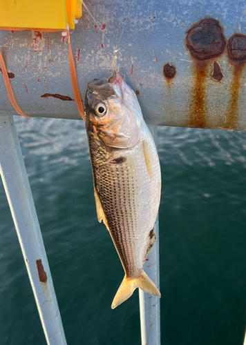 コノシロの釣果