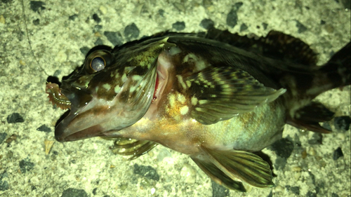 カサゴの釣果