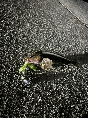 アイナメの釣果