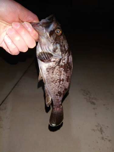 クロソイの釣果