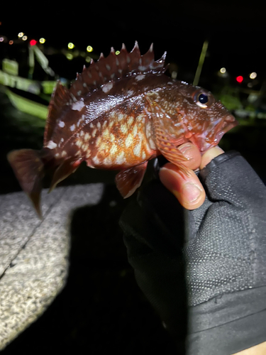 カサゴの釣果