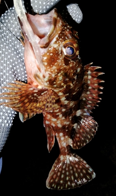 アラカブの釣果