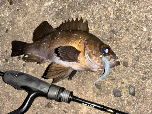 メバルの釣果