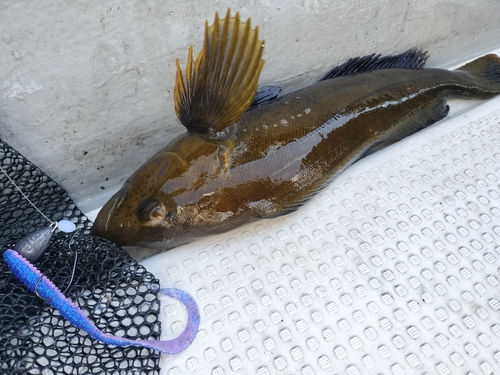 アイナメの釣果