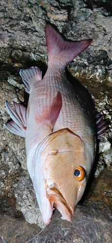 バラフエダイの釣果