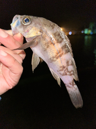 メバルの釣果