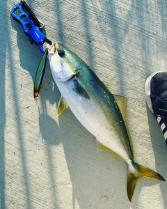 ハマチの釣果