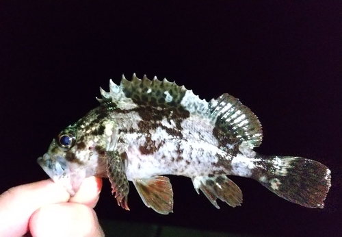 アカブチムラソイの釣果