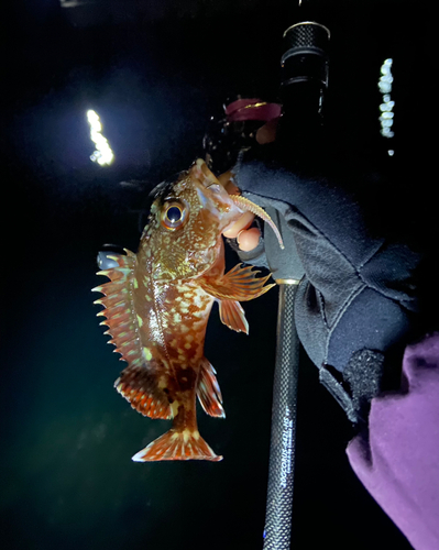 アラカブの釣果