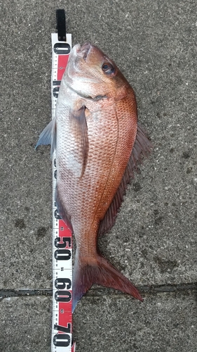 マダイの釣果