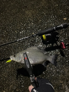 セイゴ（マルスズキ）の釣果