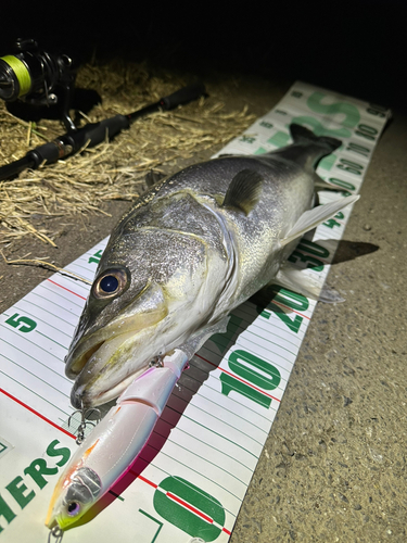 シーバスの釣果