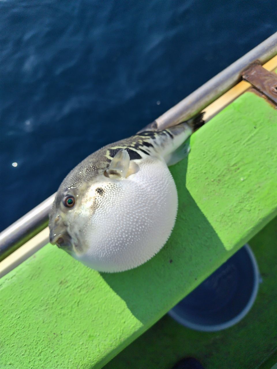 ムラマッティさんの釣果 3枚目の画像