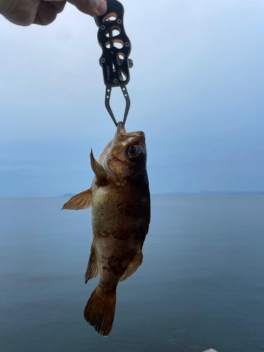 アカメバルの釣果