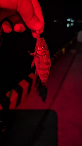 シロメバルの釣果