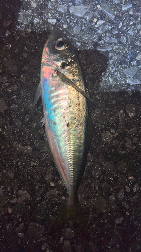 マアジの釣果