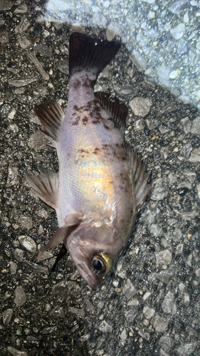 メバルの釣果