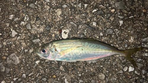 マアジの釣果