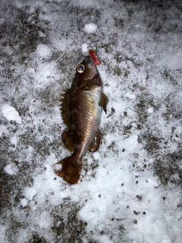 ガヤの釣果