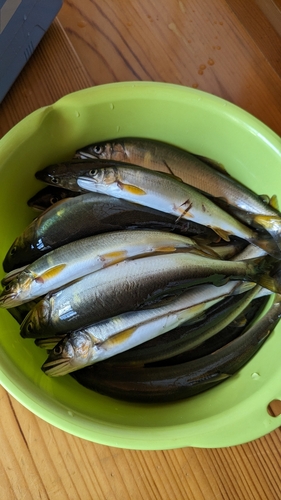 アユの釣果