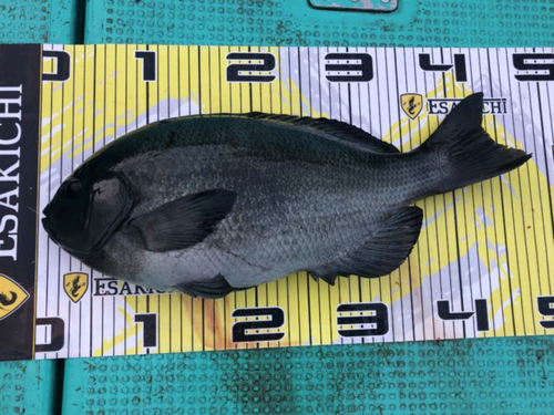 クチブトグレの釣果