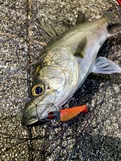 セイゴ（マルスズキ）の釣果