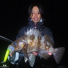 シロメバルの釣果