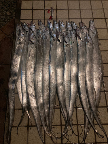 タチウオの釣果