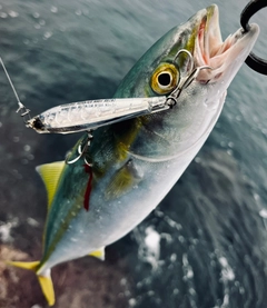 ハマチの釣果