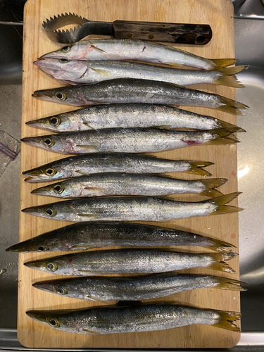 カマスの釣果