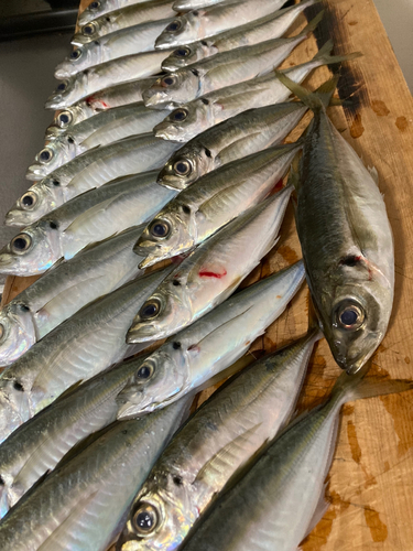 アジの釣果