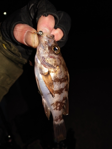 メバルの釣果