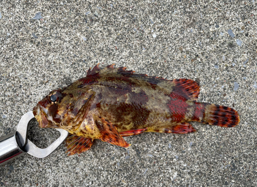 ヨロイメバルの釣果