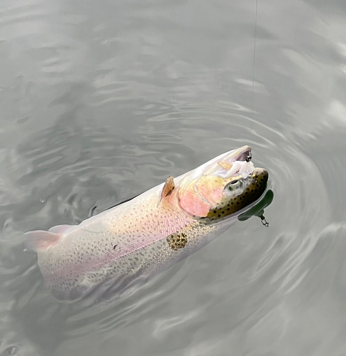 ニジマスの釣果