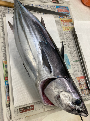 カツオの釣果