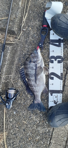 クロダイの釣果