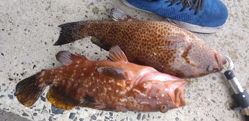 オオモンハタの釣果