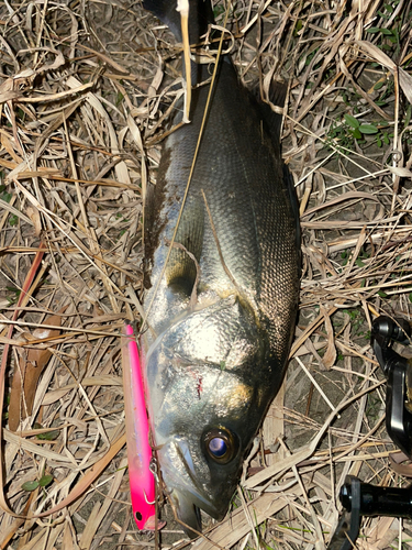 マルスズキの釣果