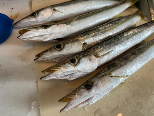 カマスの釣果