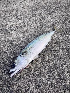 ゴマサバの釣果