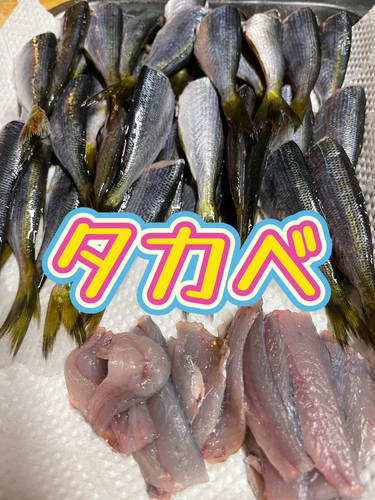 タカベの釣果