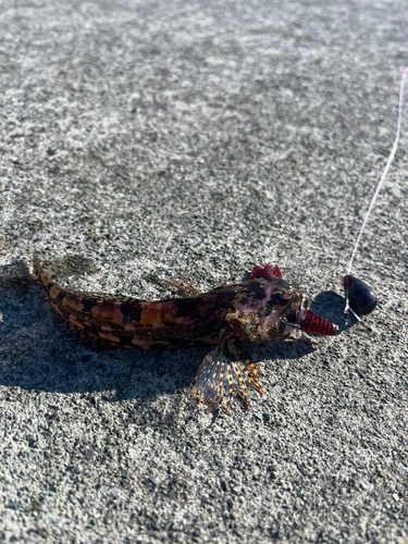 アサヒアナハゼの釣果