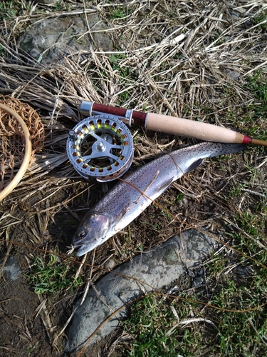 ニジマスの釣果