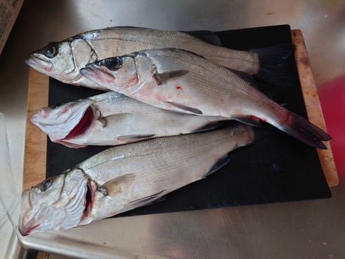 シーバスの釣果