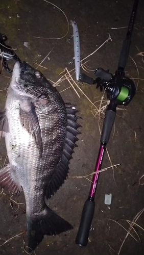 クロダイの釣果