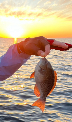 メジナの釣果