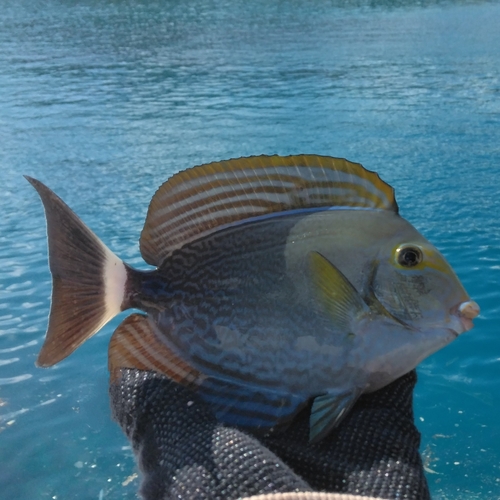 トカジャーの釣果