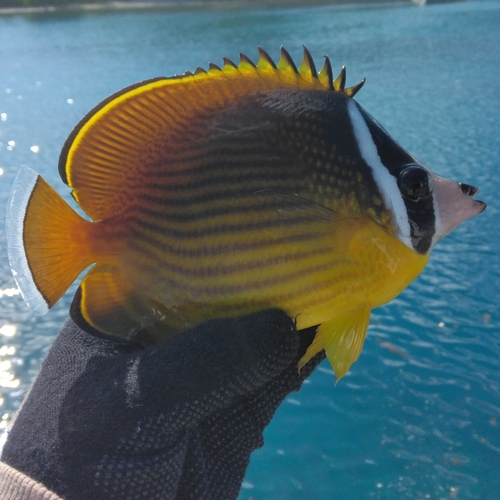 チョウチョウウオの釣果