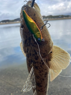 マゴチの釣果